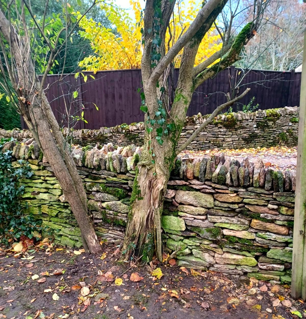 Rebuilt dry stone wall built around tree trunks