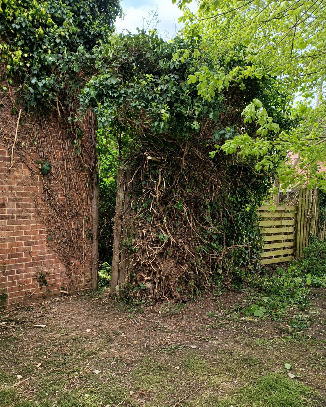 Overgrown boundary with dense vegetation against a brick wall